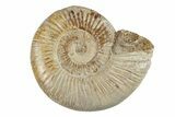 Polished Jurassic Ammonite (Perisphinctes) - Madagascar #270918-1